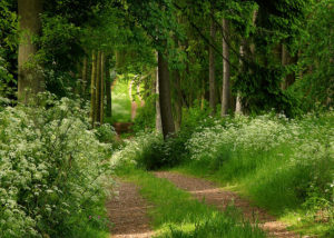 Country Path Summer Forest